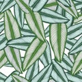 Seamless pattern with tropical leaves: calathea ornata, jungle leaf seamless vector pattern white background. Swimwear botanical