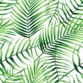 Seamless Pattern Of Tropical Leaves Of Palm Tree, Arecaceae Leaf. Exotic Collection Of Green Plant. Hand Drawn Botanical Vector