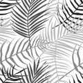 Seamless Pattern Of Tropical Leaves Of Palm Tree, Arecaceae Leaf. Exotic Collection Of Silhouette Plant. Hand Drawn Botanical