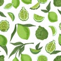 Seamless pattern with tropical limes and bergamots on white background. Endless repeatable texture with realistic green