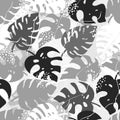 Seamless pattern of tropical palm leaves, jungle Monstera leaves, brush shape. Collection of silhouette plant and grunge texture. Royalty Free Stock Photo