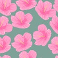 Seamless pattern of tropical pink hibiscus flowers Royalty Free Stock Photo