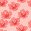 Seamless pattern of tropical pink hibiscus flowers Royalty Free Stock Photo