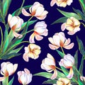 Seamless pattern from tulip drawing in color pencils. Royalty Free Stock Photo