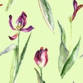 Seamless pattern with Tulip with fallen petals