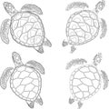 set of four turtles on the isolated white background