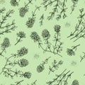 Seamless Pattern with twig of thyme with leaves and flowers Royalty Free Stock Photo