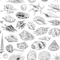 Seamless pattern Unique museum collection of sea shells rare endangered species, molluscs Gastropoda Bivalvia Venus comb murex Tri