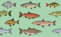 Seamless pattern various fish. Vector color graphics