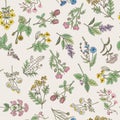 Seamless pattern of various hand drawn herbs and flowers