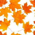 Seamless pattern with various maple autumn leaves on white background Royalty Free Stock Photo