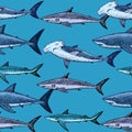 Seamless pattern with various sharks, great white shark, hammerhead shark and other. Vector illustration in engraving style