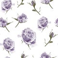 Seamless pattern vector floral watercolor style design, violet roses and bud. Rustic romantic background print. Royalty Free Stock Photo