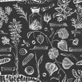 Seamless pattern with vintage hand drawn sketch medicine herbs elements isolated on black chalk board background. wormwood,
