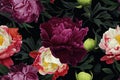 Seamless pattern with vintage peonies on a black background. Generative AI. Can be used for textiles, yoga mats, phone cases