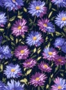 Seamless pattern with violet aster flowers illustration in watercolor realistic style Royalty Free Stock Photo