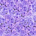 Seamless pattern with violet hydrangea flowers watercolor illustration Royalty Free Stock Photo