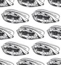 seamless pattern Volutidae, common name volutes, are a taxonomic family of predatory sea snails Unique shells, molluscs. Sketch Royalty Free Stock Photo