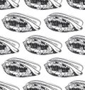 seamless pattern Volutidae, common name volutes, are a taxonomic family of predatory sea snails Unique shells, molluscs. Sketch