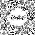 Sketch walnuts pattern on white background