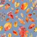 seamless pattern of watercolor autumn red and yellow leaves on a gray background Royalty Free Stock Photo