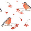 Seamless pattern with watercolor bullfinch with berry in its beak sits on snow-covered branch of rowan isolated on white Royalty Free Stock Photo