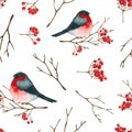 Seamless pattern with watercolor bullfinch, branches, red berries. Hand drawn illustration is isolated on white. Winter ornament Royalty Free Stock Photo