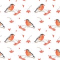 Seamless pattern with watercolor bullfinch on snow-covered branch of rowan Royalty Free Stock Photo