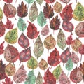 Seamless pattern Watercolor collection of autumn leaves, paint stains. green brown burgundy plants isolated on white background. Royalty Free Stock Photo