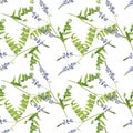 Seamless pattern with flowers of goat`s rue