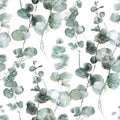 Seamless pattern with watercolor eucalyptus leaves on a white background. Royalty Free Stock Photo