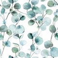 Seamless pattern with watercolor eucalyptus leaves on a white background. Royalty Free Stock Photo