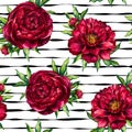 Seamless pattern watercolor flower peony marsala on black striped background