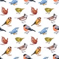 Seamless pattern with watercolor of forest birds.