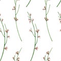 Seamless pattern with watercolor genista. Hand drawn illustration is isolated on white. Branches with flowers