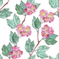 Seamless pattern of watercolor graphic sprigs of flowering red hawthorn on a white background