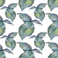 Seamless pattern watercolor green blue branch with leaves isolated on white background. Flower roses leaf. Hand drawn Royalty Free Stock Photo
