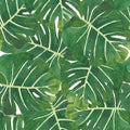 Seamless pattern watercolor of green monstera leaves, hand painting plant illustration for fashion textile Royalty Free Stock Photo
