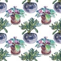 Seamless pattern watercolor green plant in pot: succulent money tree and violet on white. Crassula ovata. Hand-drawn Royalty Free Stock Photo