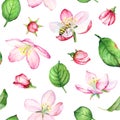 Seamless pattern with watercolor apple flowers and leaves on white background Royalty Free Stock Photo