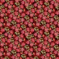 Seamless pattern watercolor illustration, curly red flowers Clematis on claret background.