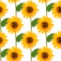 Seamless pattern watercolor illustration sunflowers on white