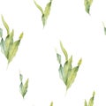 Seamless pattern with watercolor laminaria. Hand painted underwater kelp floral illustration with algae leaves branch