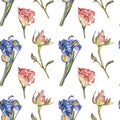 Seamless pattern watercolor pink bud rose and iris with green leaves on white background. Spring summer hand-drawn Royalty Free Stock Photo