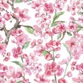 Seamless pattern of watercolor pink sakura flowers or cherry blosssom, on white background. Spring hand painted pink floral print Royalty Free Stock Photo