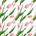 Seamless pattern with watercolor pink tulips. Hand drawn illustration is isolated on white. Spring flowers Royalty Free Stock Photo