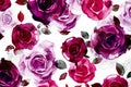 Seamless pattern with watercolor roses,  Hand-drawn illustration Royalty Free Stock Photo