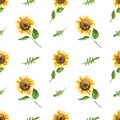 Seamless pattern with watercolor sunflower and arugula. Hand drawn illustration is isolated on white. Sunny flowers