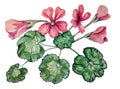 Seamless pattern with watercolour soft pink geranium. Royalty Free Stock Photo