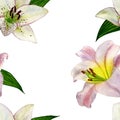 Seamless pattern watercolour white and pink lilies on a white background. Flower botanical flower.